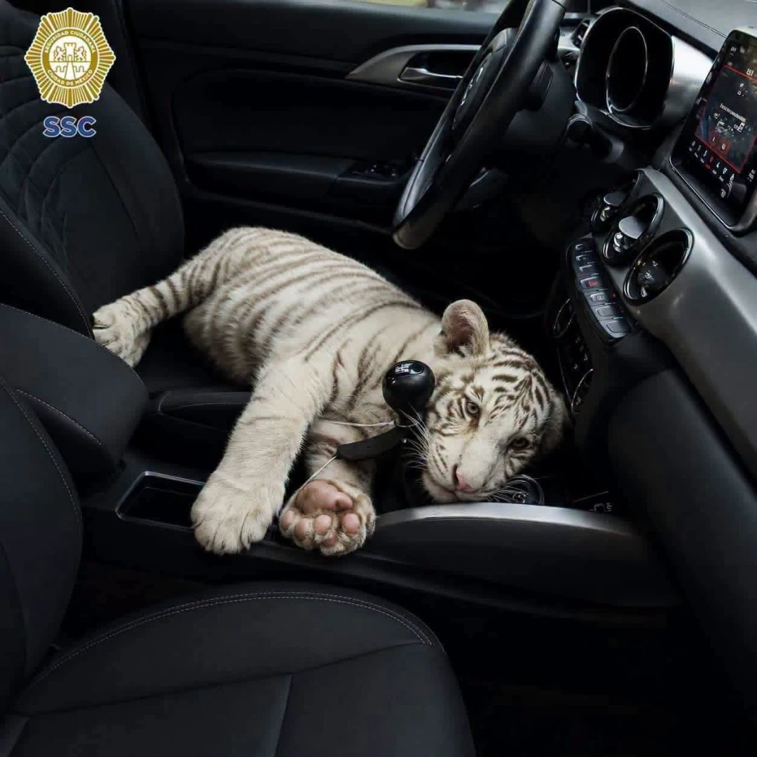Aseguran cría de tigre de Bengala blanco en la Central de Abasto de Iztapalapa