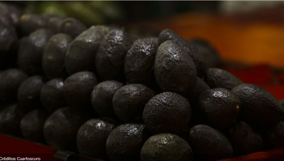Reanudación de Exportaciones de Aguacate en Michoacán: Un Paso Adelante en Medio de la Inseguridad