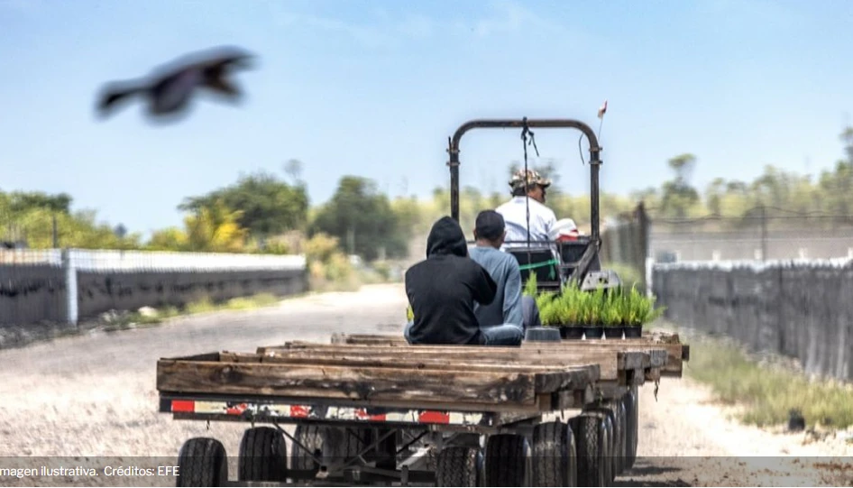 Campesinos Mexicanos Buscan Refugio en Inversión en EUA Frente al Avance del Crimen en el Campo