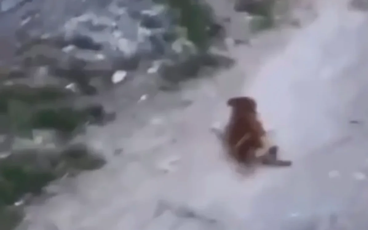 Indignación en Pedro Escobedo: Video muestra a un perro arrastrado por un caballo