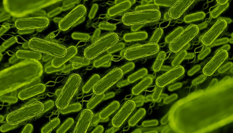 Investigación de Brote de Salmonella en el Hospital Liceaga