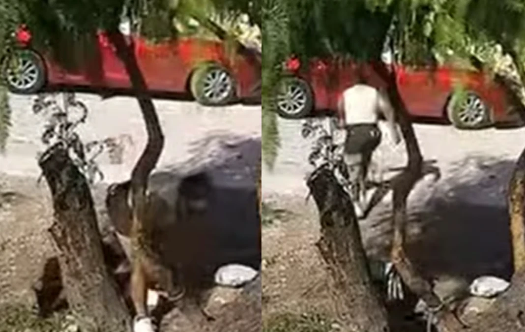 Abandono de Perro en Mompani: Un Lamentable Suceso