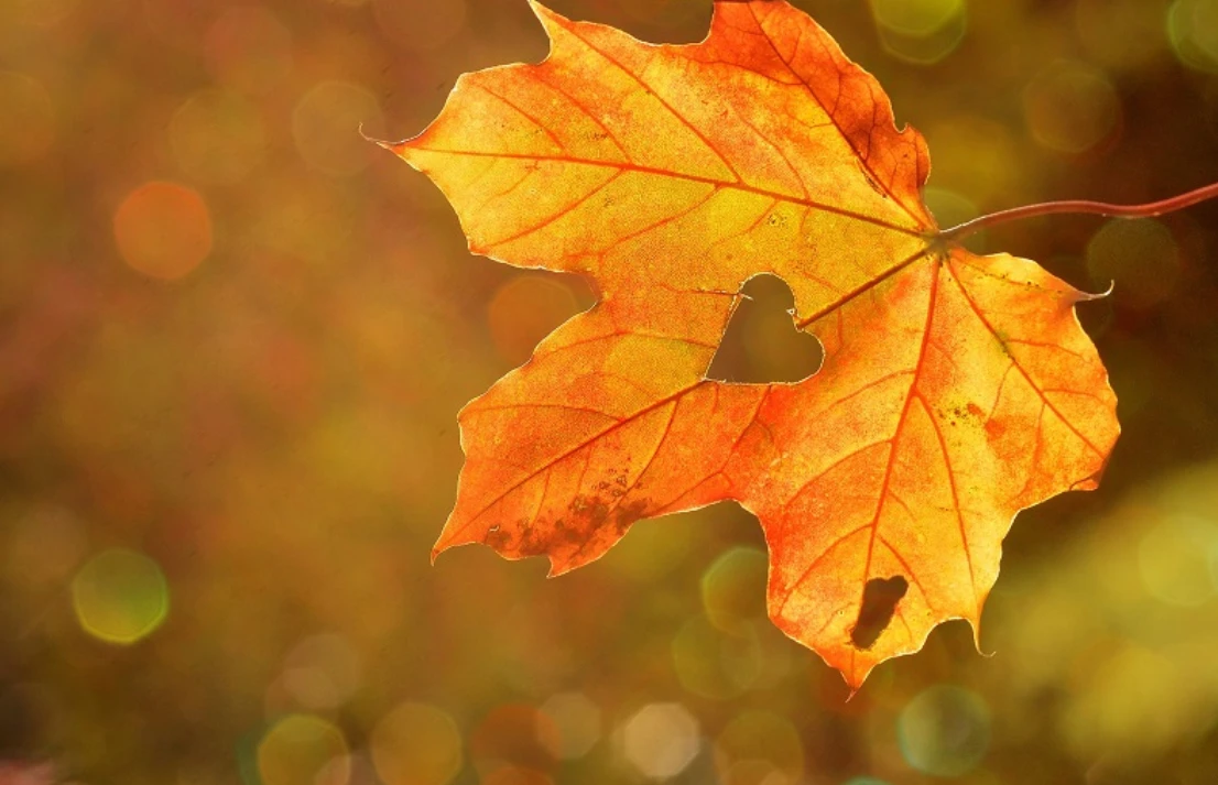 El Inicio del Otoño en México: ¿Cuándo Comienza la Temporada en 2026?