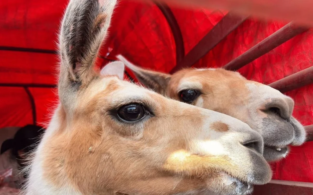 Encuentran Llamas en El Marqués: Un Suceso Inusual que Captura la Atención de Autoridades