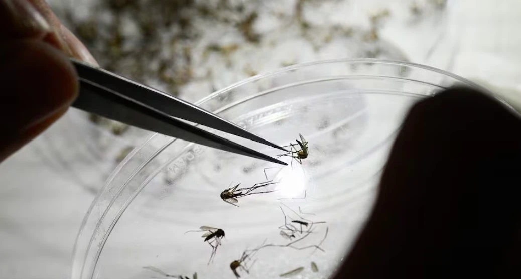 Las Lluvias y el Riesgo de Dengue: Un Alerta de Salud Pública