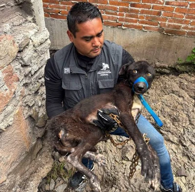 Avanza el Padrón de Maltratadores de Animales en Municipios Metropolitanos de Querétaro