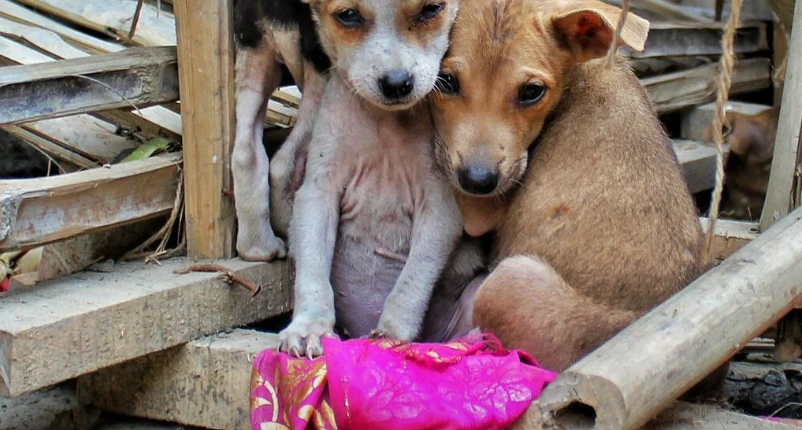 Desafío del Abandono de Mascotas en la Zona Metropolitana de Querétaro