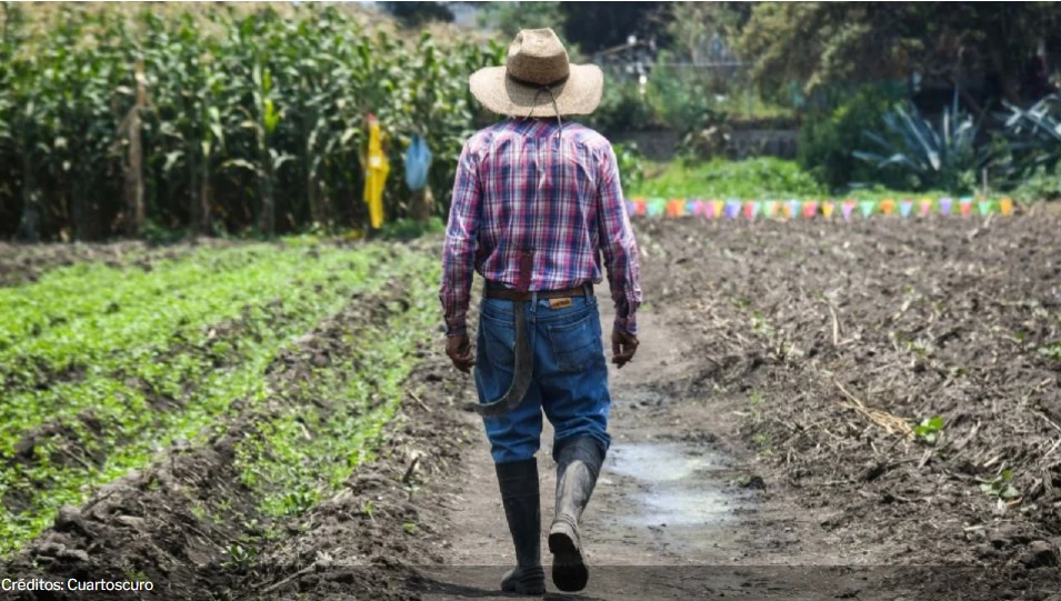 Impacto Climático en la Agricultura Mexicana: Más del 50% de Productores Afectados en 2025