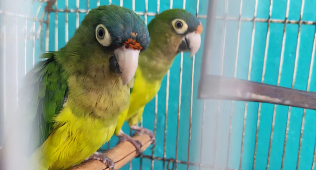 La Profepa Asegura 10 Loros y Pericos en Recientes Inspecciones