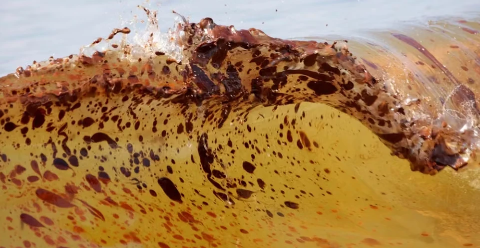 Impacto del Derrame de Petróleo en la Vida Marina del Golfo de México